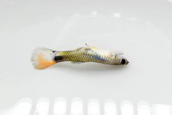 Guppy Fische Starben Einer Wirbelsäulenerkrankung Kleine Tote Fische Der Wasseroberfläche — Stockfoto