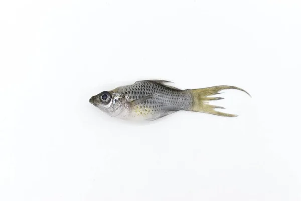 Peixes Anões Cinzentos Morreram Devido Qualidade Água Seja Envenenamento Por — Fotografia de Stock