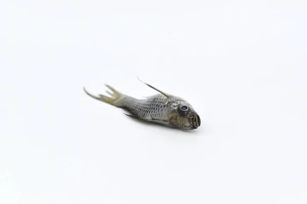 Gri Cüce Molly Balığı Düşük Kalitesinden Dolayı Ölmüştür Amonyak Zehirlenmesi — Stok fotoğraf