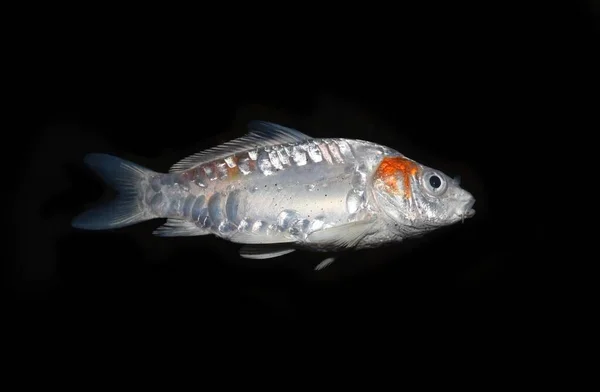 Kohaku Koi Fish Died Due Poor Water Quality Ammonia Poisoning — Stock Fotó