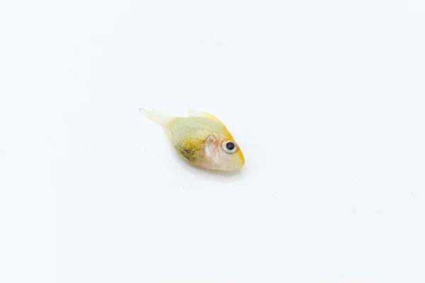 German Gold Ram Cichlid Fish Died Due Bloated Abdomen Isolated — Stock Photo, Image