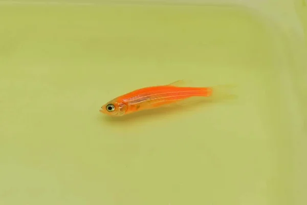 Orange zebra danio fish died due to poor water quality i.e. ammonia poisoning. Dead Small fish on the surface of water.