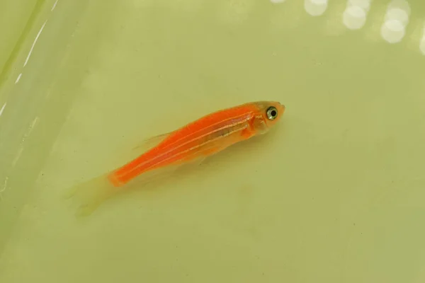 Orange zebra danio fish died due to poor water quality i.e. ammonia poisoning. Dead Small fish on the surface of water.