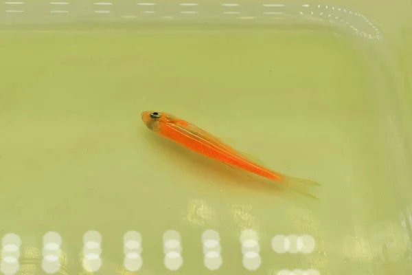 Orange zebra danio fish died due to poor water quality i.e. ammonia poisoning. Dead Small fish on the surface of water.