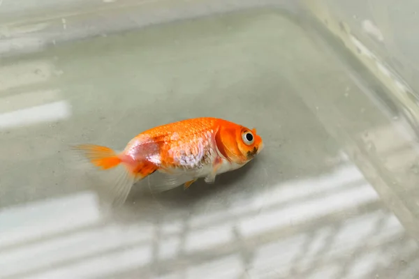 Lionhead Goldfish Morreu Devido Qualidade Água Seja Envenenamento Por Amoníaco — Fotografia de Stock