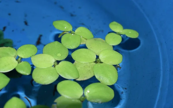 Home aquarium floating plants called Amazon frogbit or Limnobium Laevigatum bitten by freshwater fishes. Lateral view.