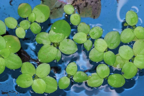 Home aquarium floating plants called Amazon frogbit or Limnobium Laevigatum bitten by freshwater fishes. Top view.