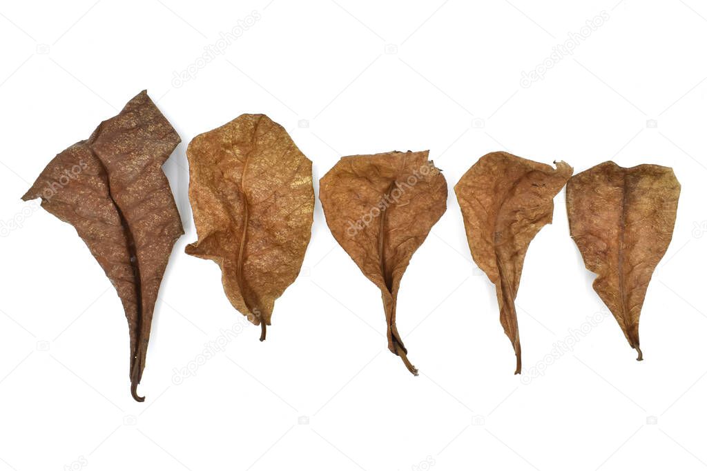 Five dry indian almond leaves isolated on white background.