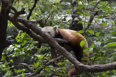 Red panda ağaç üzerinde