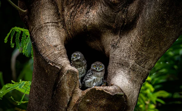 Spotted owlet (Athene brama) is a small owl which breeds in tropical Asia, pair living in the tree hole in nature