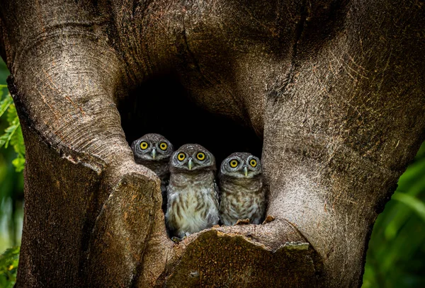 Spotted owlet (Athene brama) is a small owl which breeds in tropical Asia, pair living in the tree hole in nature