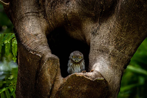 Spotted owlet (Athene brama) is a small owl which breeds in tropical Asia, pair living in the tree hole in nature