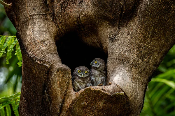 Spotted owlet (Athene brama) is a small owl which breeds in tropical Asia, pair living in the tree hole in nature