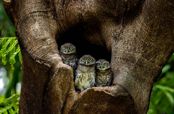 Spotted owlet (Athene brama) is a small owl which breeds in tropical Asia, pair living in the tree hole in nature