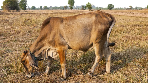 Brown cow eating grass in the fields