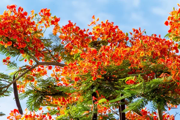 Royal Poinciana flame tree bright red