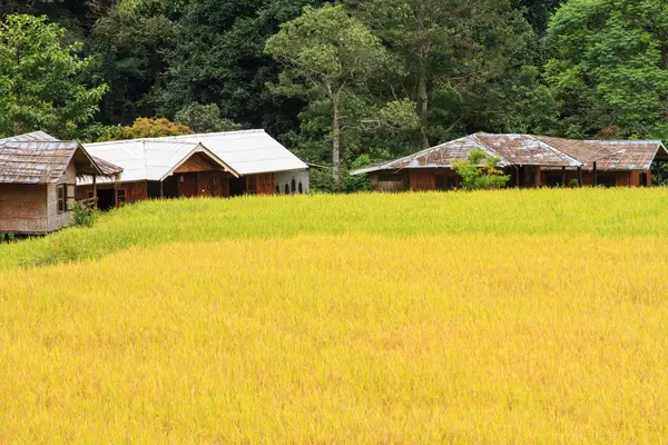 Paddy green and gold Rice Fields