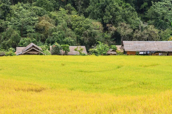 Paddy green and gold Rice Fields