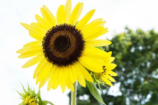 Sunflower on white background