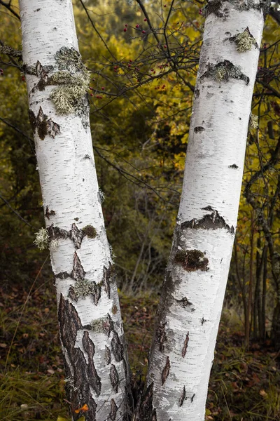 Dvě Stříbrné Břízy Pokryté Mechem Zlaté Podzimní Barevné Listy Rozostřeném — Stock fotografie