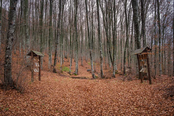 Škola Přírodě Krásná Učebna Podzimním Barevném Lese Kde Děti Mohou — Stock fotografie