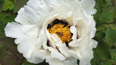 Botanik bahçesinde bahar çiçekleri