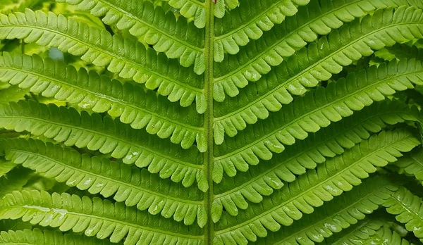 Botanik bahçesinde bahar çiçekleri