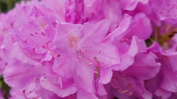 Botanik bahçesinde bahar çiçekleri