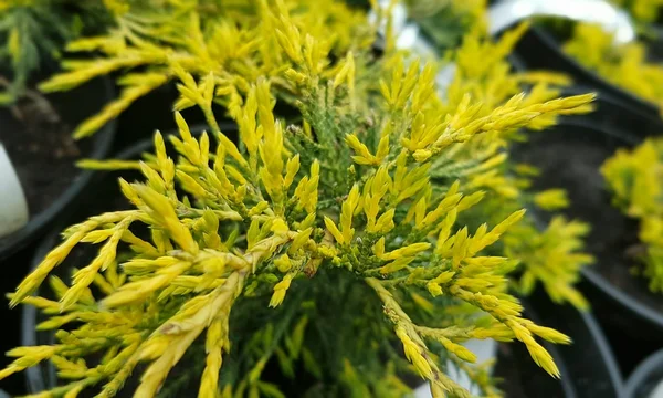 Botanik bahçesinde bahar çiçekleri