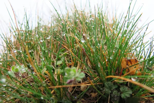 Çiy damlaları çimenlere düşer