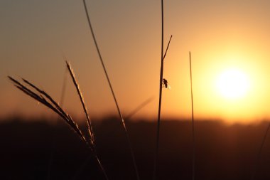 Güneş çim üzerinde uçmak