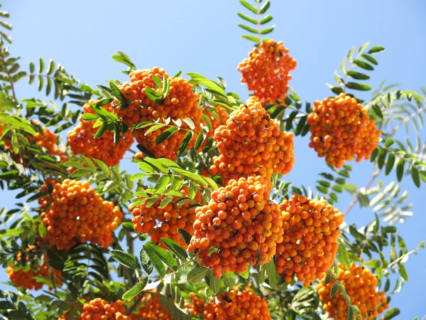 rowanberries ve güneşli gökyüzü
