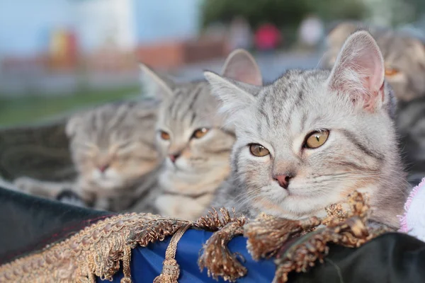 sepet içinde üç yavru kedi