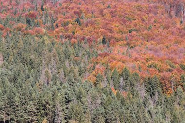 Sonbahar Karpat orman