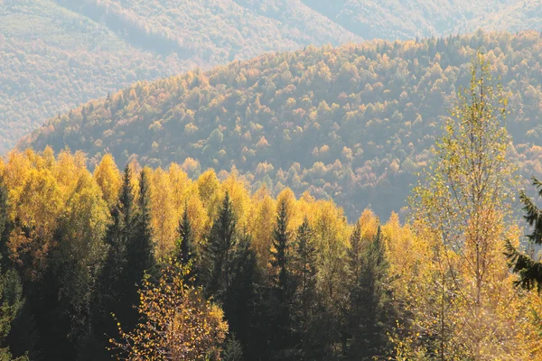 Sonbahar Karpat orman