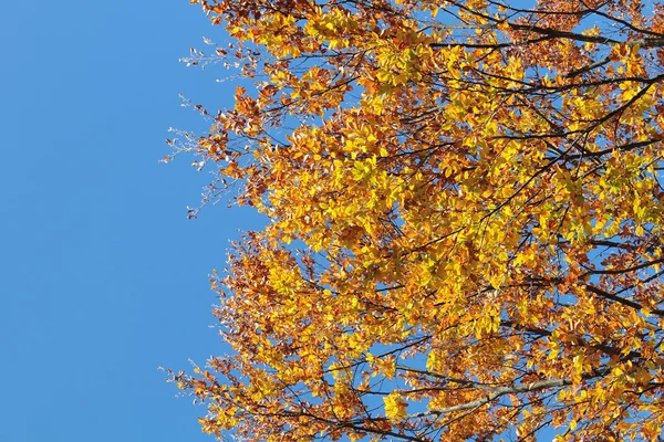 Sonbahar Karpat orman