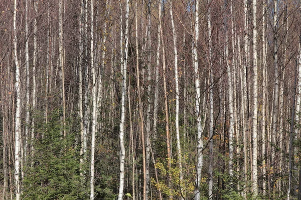 Sonbahar Karpat orman