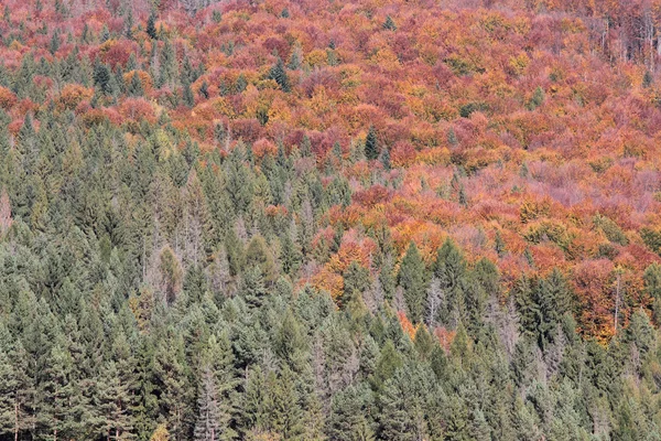 Sonbahar Karpat orman