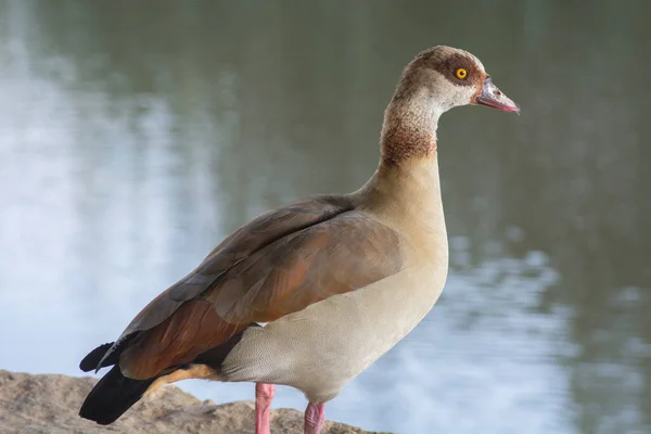 Retrato Ganso Egipcio Alopochen Aegyptiaca Pie Junto Agua Tel Aviv — Foto de Stock