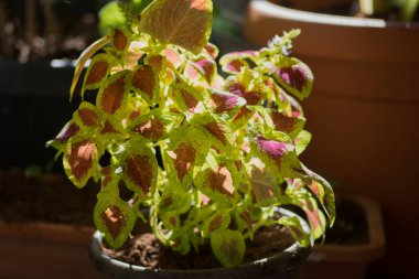 Ahşap bir duvara bağlanmış, bir yaprağın arkasına gizlenmiş bir güvenlik kamerasının yakın görüntüsü.