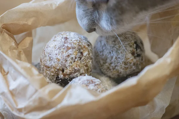 Cat smells a bag of date energy bites, an healthy vegan raw sweet balls containing dates, nuts and coconut powder