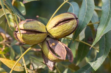 Olgun fındık (Carya illinoinensis) ağaçta, kabukları açık, hasat için hazır
