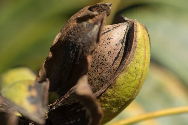 Крупним Планом Стиглий Пекан Горіх Carya Illinoinensis Дереві Відкритим Лушпинням — стокове фото