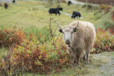 Tagong, Kangding, Garz Tibet Özerk Bölgesi, Sichuan, Çin 'in otlaklarında duran parlak, uzun saçlı yerli bir Yak (Bos grunniens).