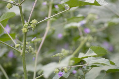Malva nicaeensis, Mallow familyasından boğa mallow ve Fransız mallow olarak bilinen bir bitki türü.