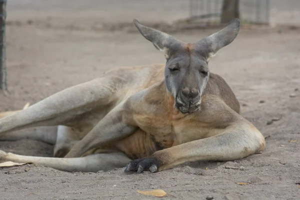 Portrait of a Red Kangaroo (Osphranter rufus), the largest of all kangaroos, resting on ground