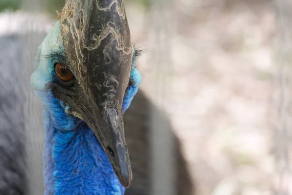 Zblízka Jižní Cassowary Casuarius Casuarius Známý Jako Dvouplášťový Cassowary Stojící — Stock fotografie