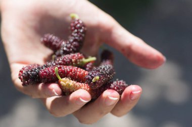 Avuç dolusu Tibet dutu (Morus macroura) ayrıca Long Mulberry olarak da bilinir.. 