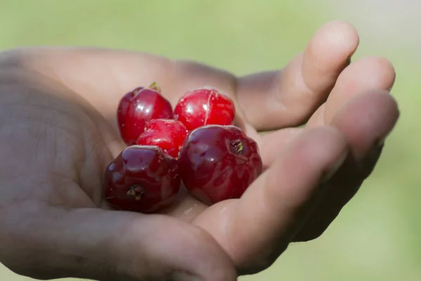 Mano Llena Frutos Rojos Pitanga Eugenia Uniflora —  Fotos de Stock