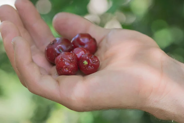 Mano Llena Frutos Rojos Pitanga Eugenia Uniflora —  Fotos de Stock